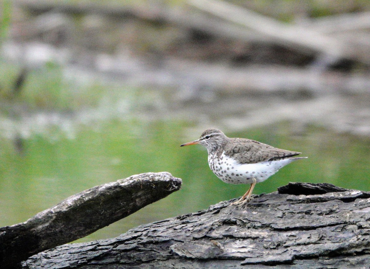 Spotted Sandpiper - Mark Hazelden