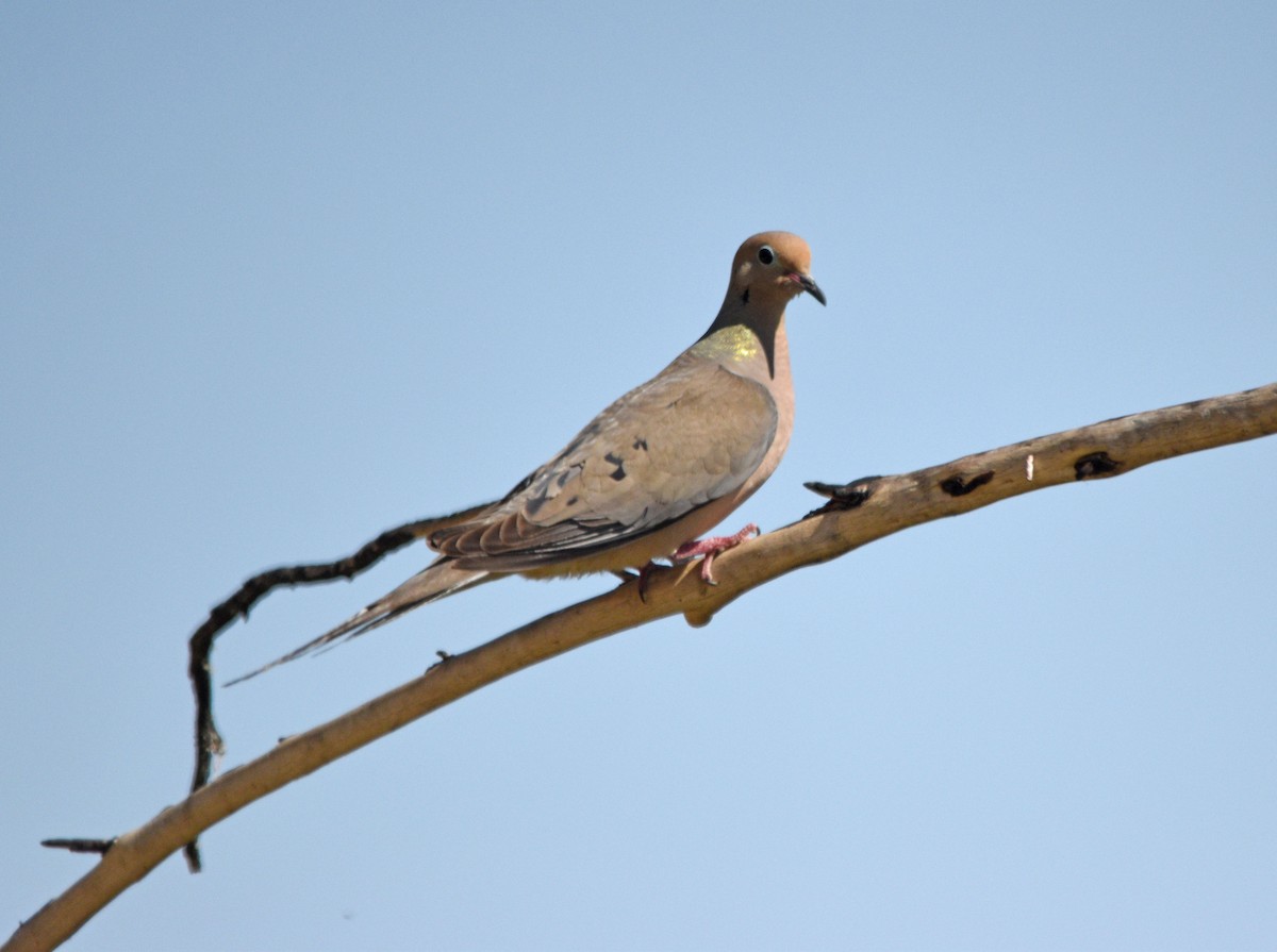 Mourning Dove - ML452648991