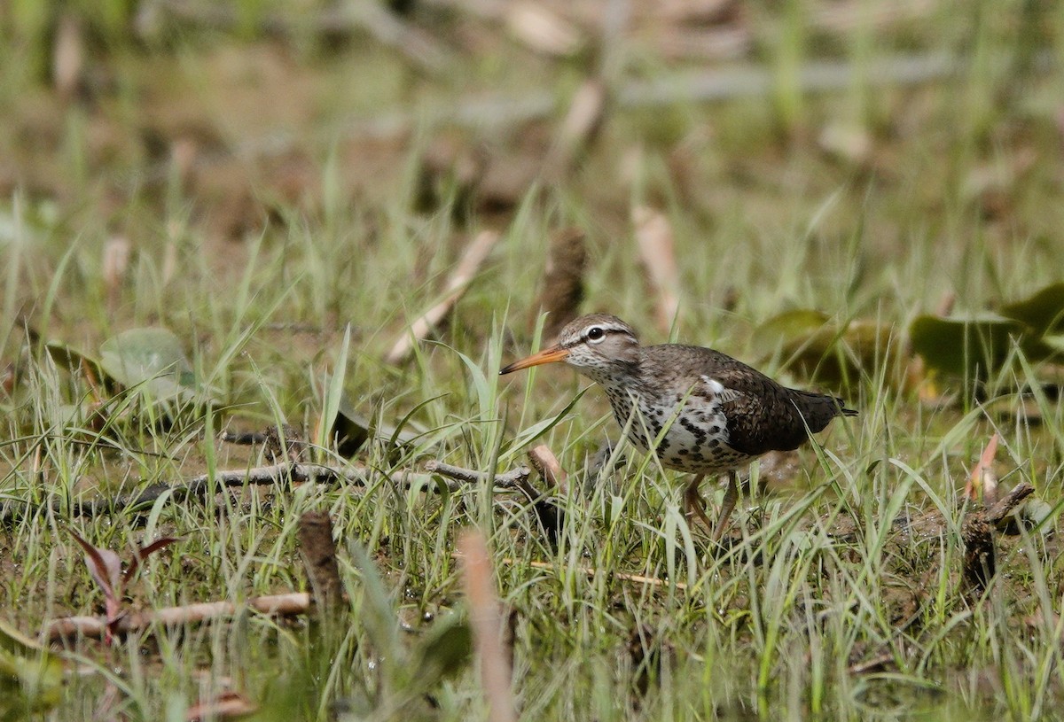 Spotted Sandpiper - ML452649101