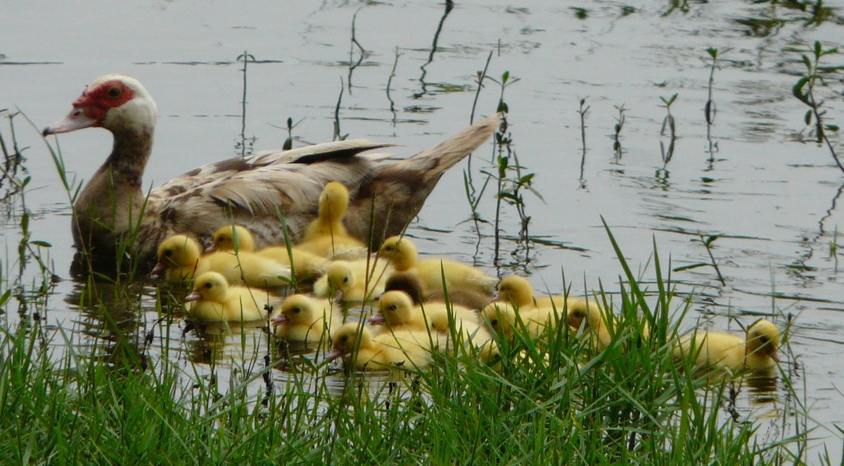 Canard musqué (forme domestique) - ML452649971