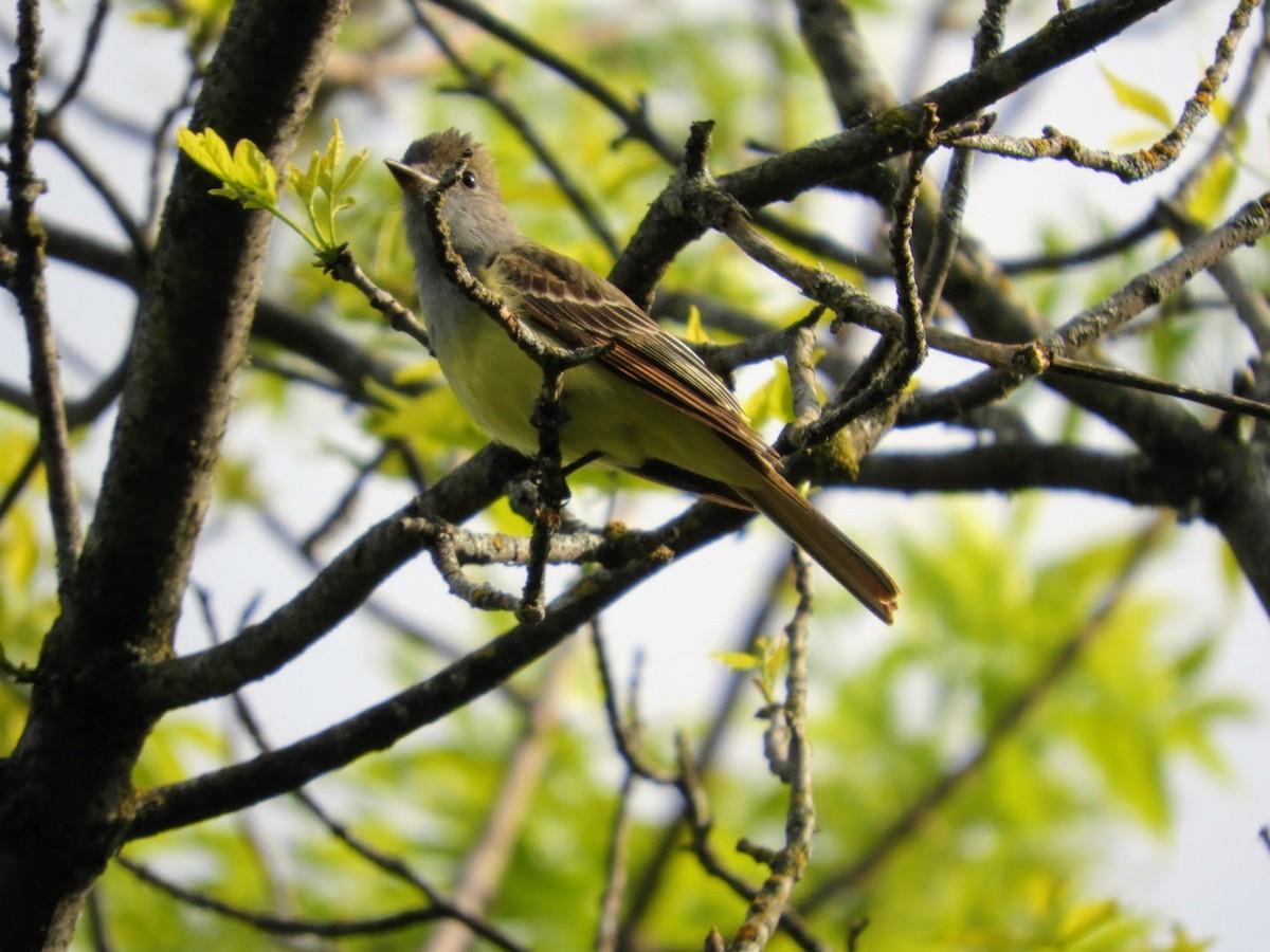 Great Crested Flycatcher - ML452650061