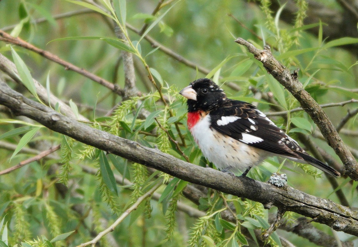 Rose-breasted Grosbeak - ML452650291