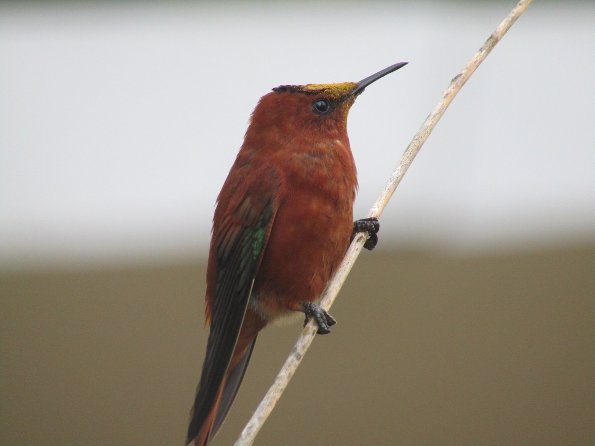 gullkolibri - ML452651741