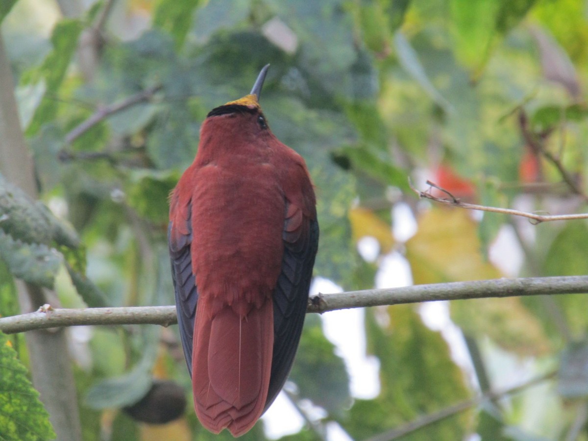 gullkolibri - ML452651781