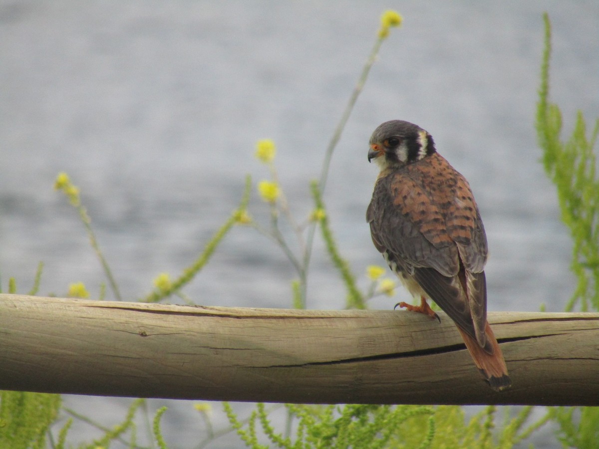 American Kestrel - Isabel Rojas Segalerva