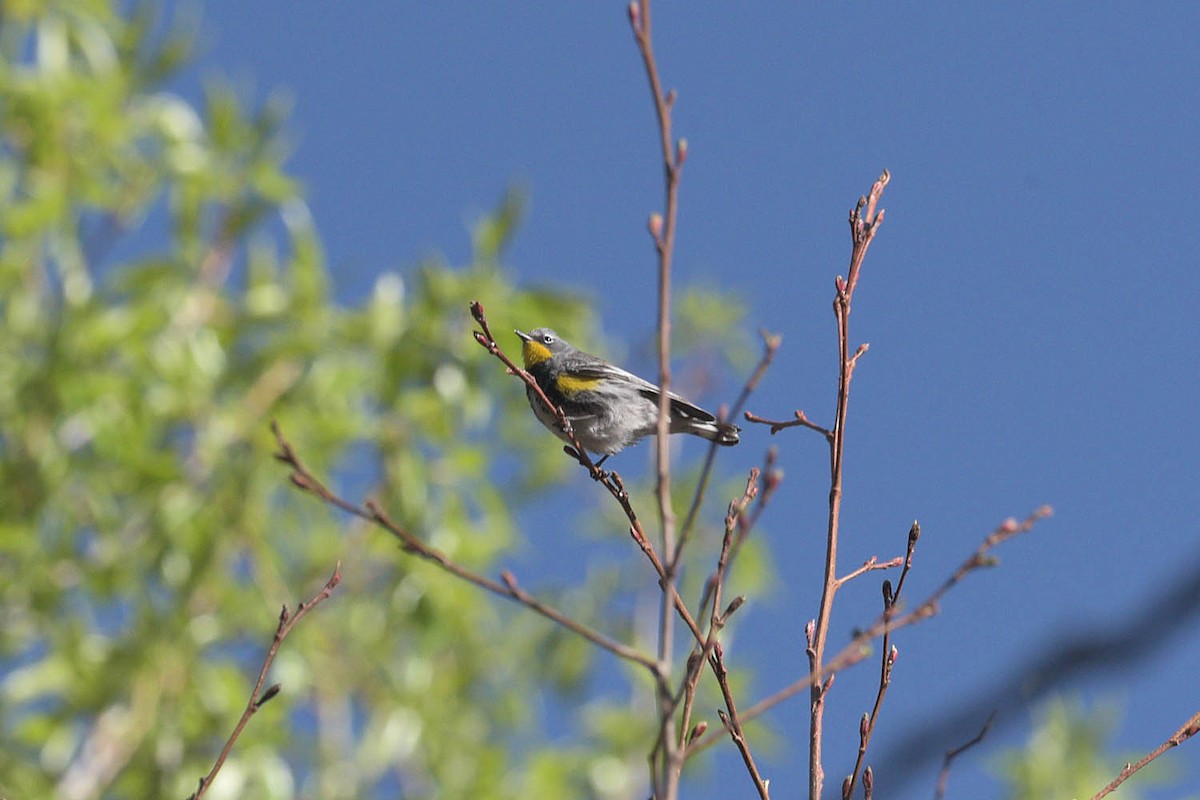 Yellow-rumped Warbler (Audubon's) - ML452652071