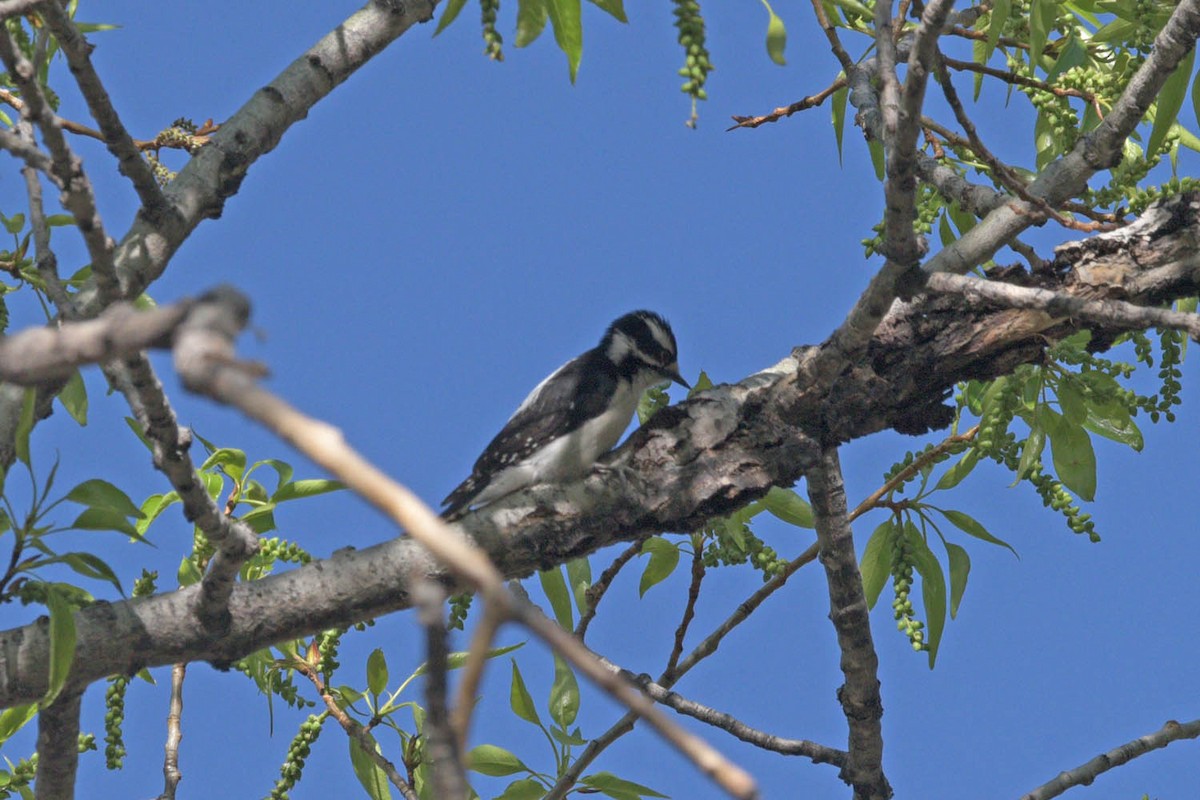 Downy Woodpecker (Rocky Mts.) - ML452652761