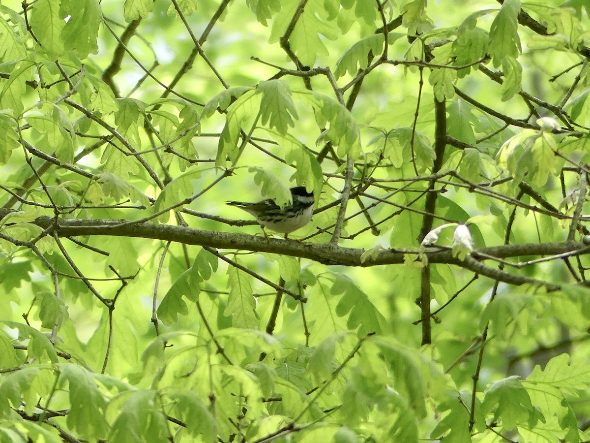 Blackpoll Warbler - ML452652801
