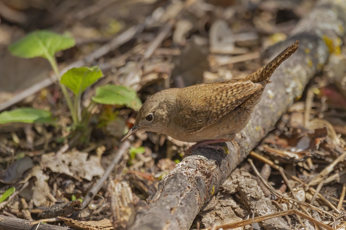 Northern House Wren - ML452654041