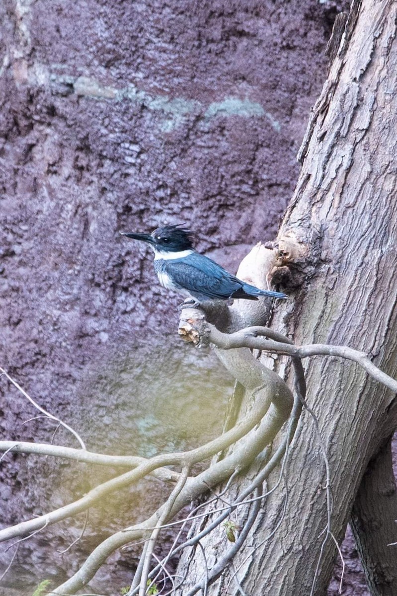 Belted Kingfisher - ML452654311