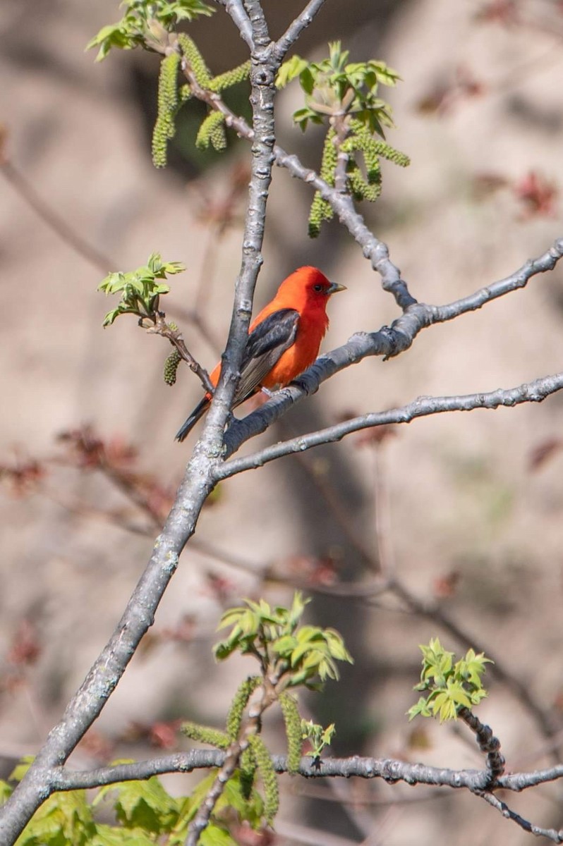 Scarlet Tanager - ML452654441