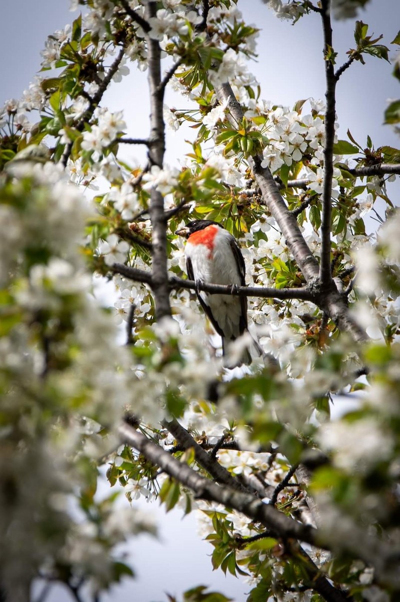 Rose-breasted Grosbeak - ML452654531