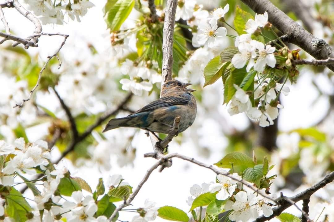 Indigo Bunting - ML452654581