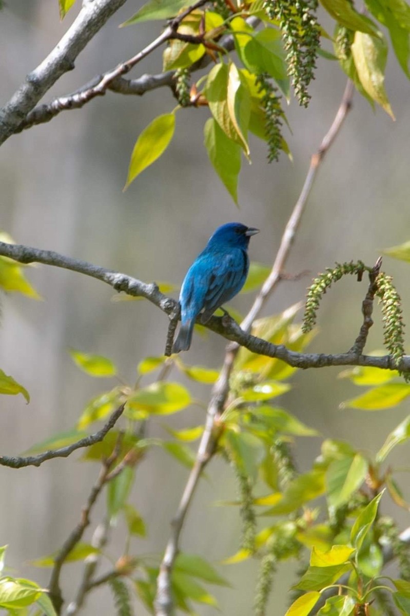 Indigo Bunting - ML452654591