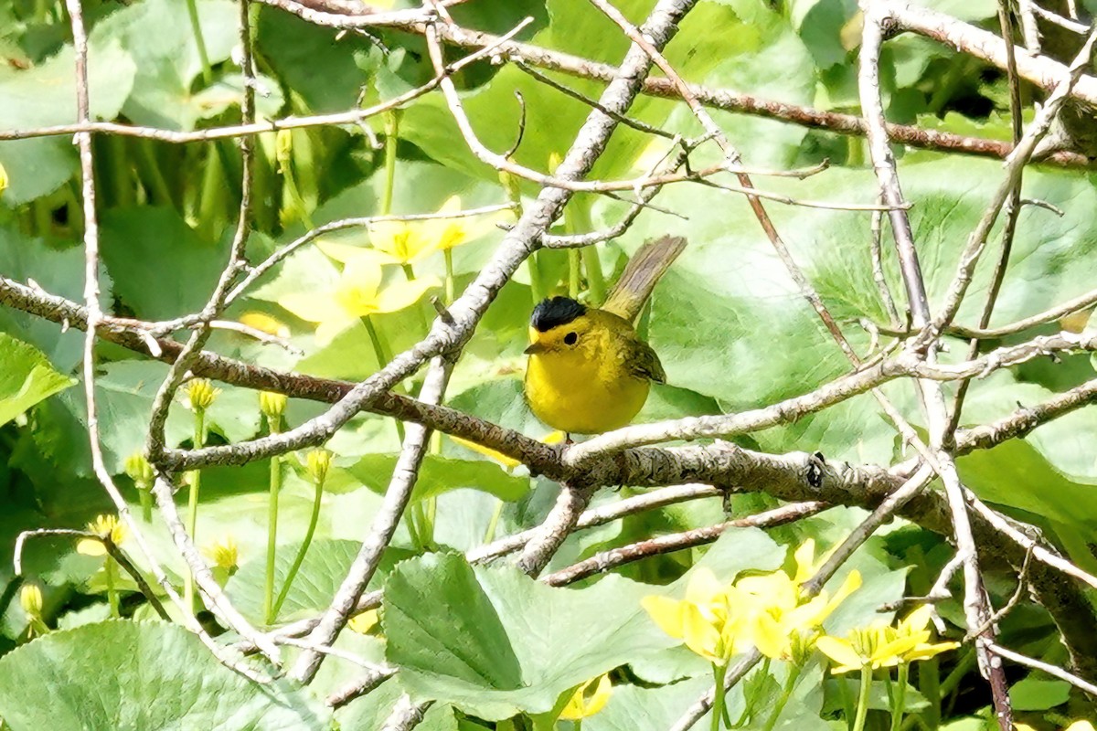 Wilson's Warbler - Cheryl Vellenga