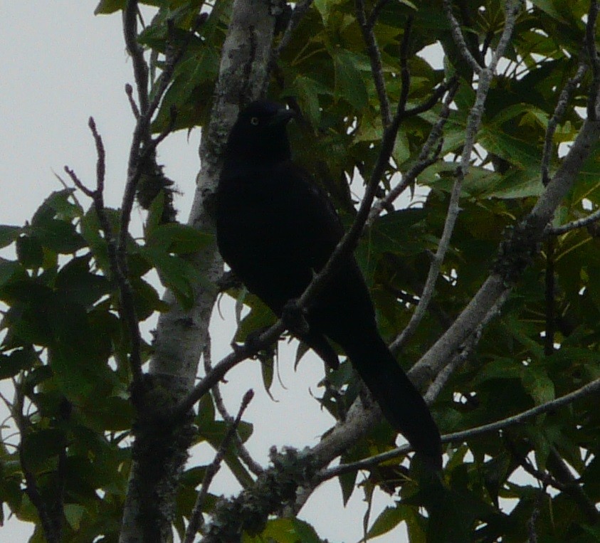 Common Grackle - ML452655371