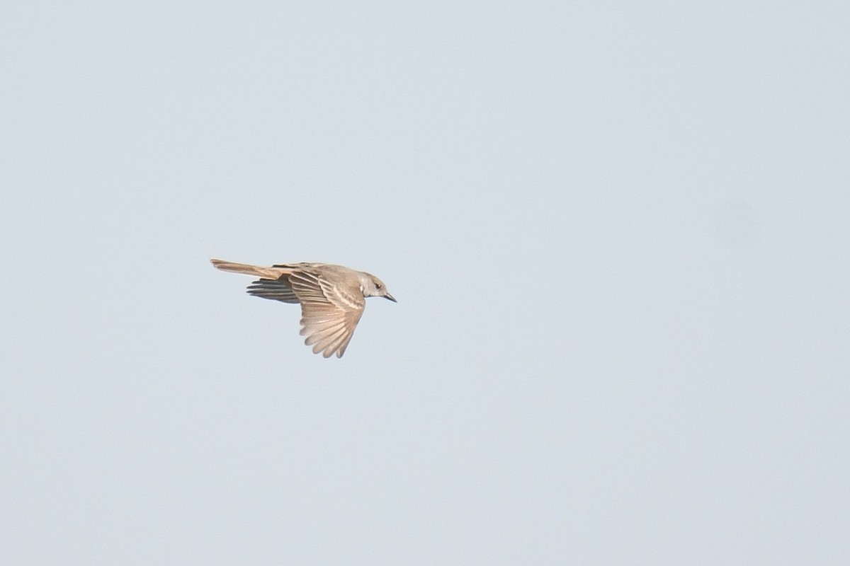 Ash-throated Flycatcher - ML452655531