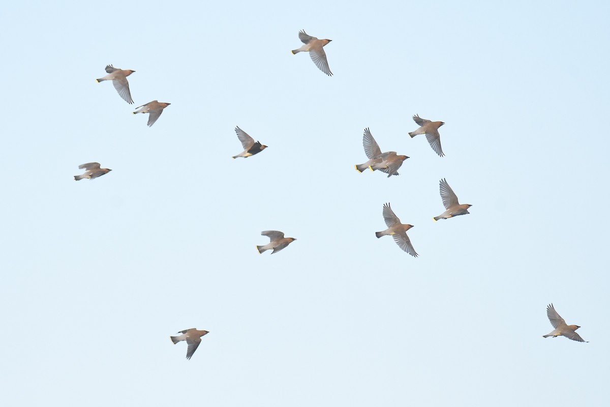 Cedar Waxwing - ML452655601