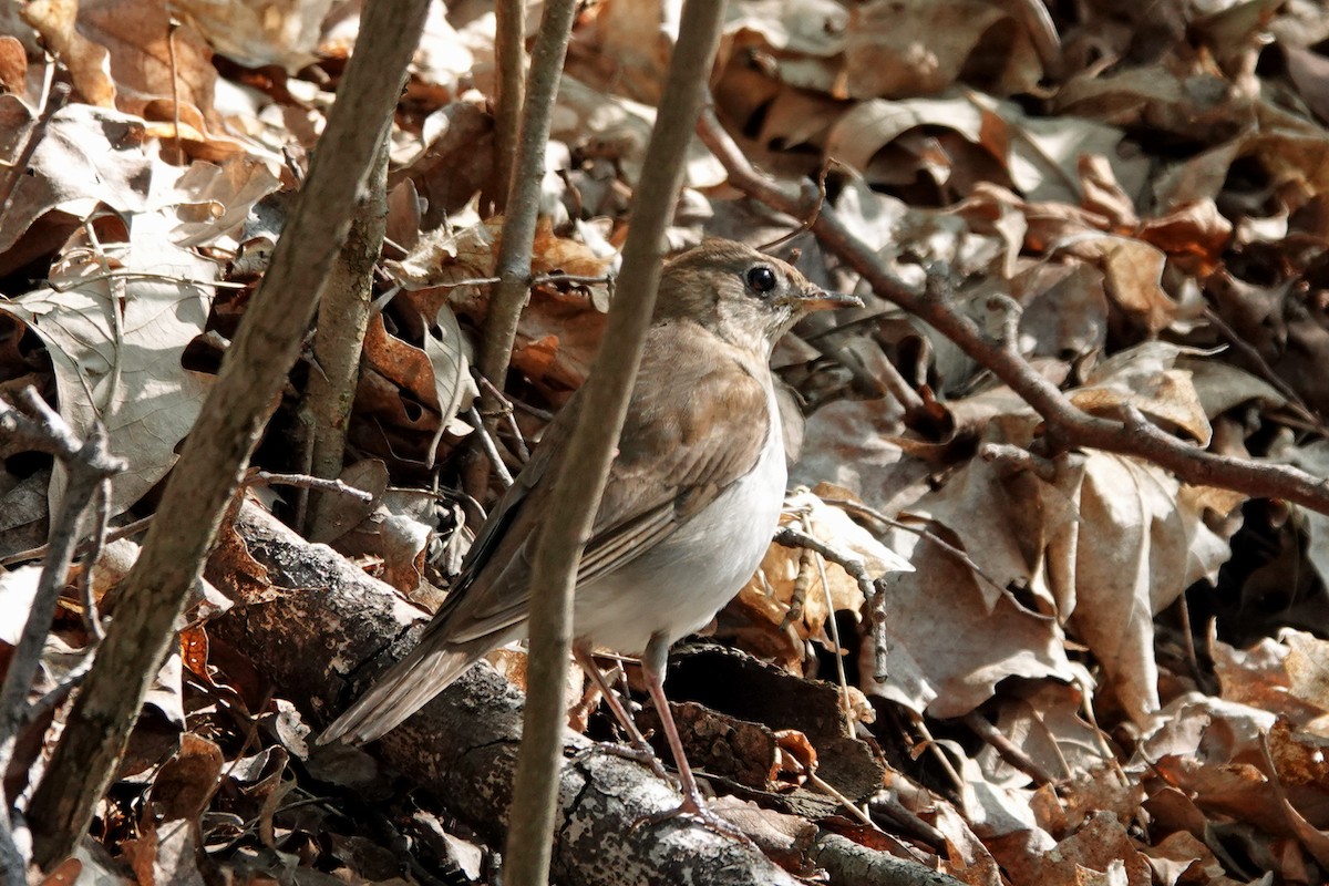 Gray-cheeked Thrush - Cheryl Vellenga