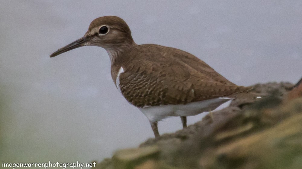 Common Sandpiper - ML45265611