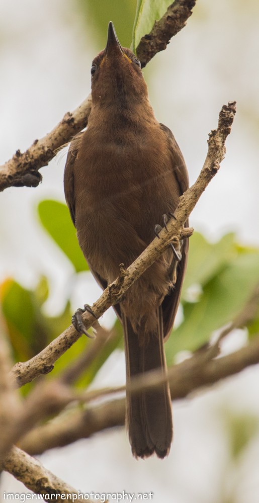 Dusky Myzomela - ML45265681