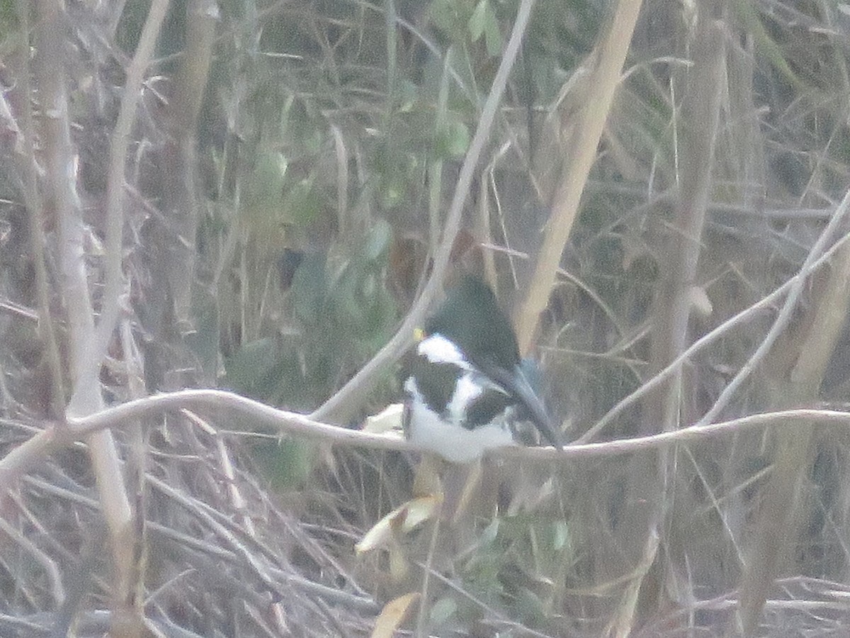 Amazon Kingfisher - ML45265711