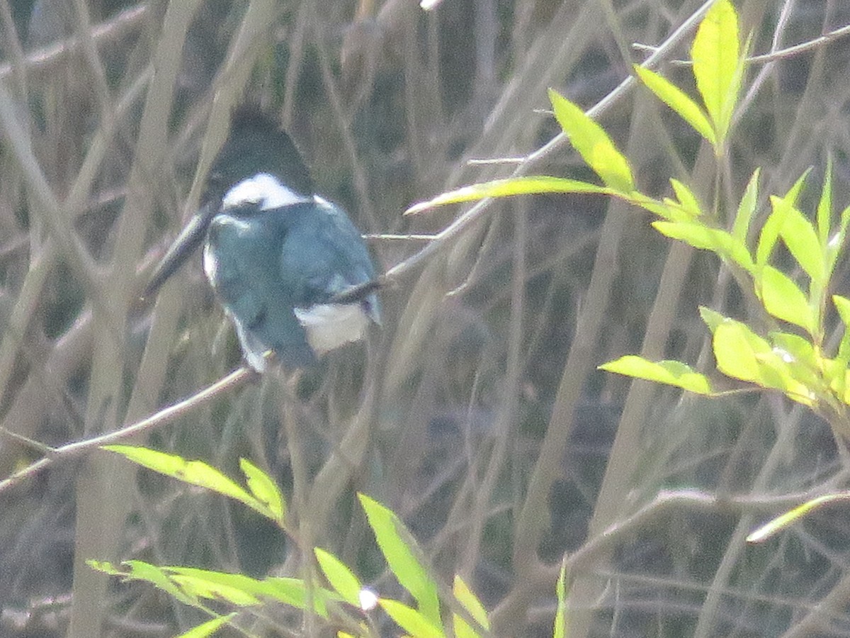 Amazon Kingfisher - ML45265721