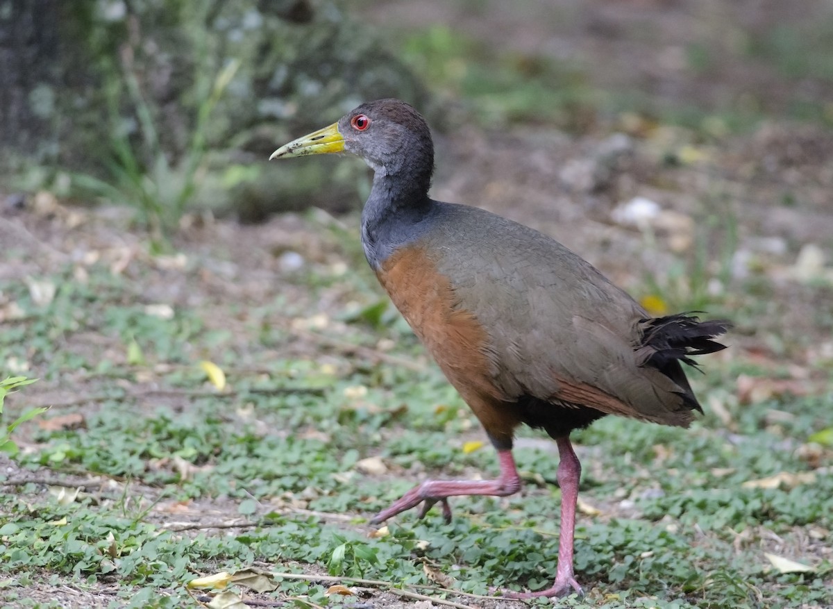 Gray-cowled Wood-Rail - ML45265811