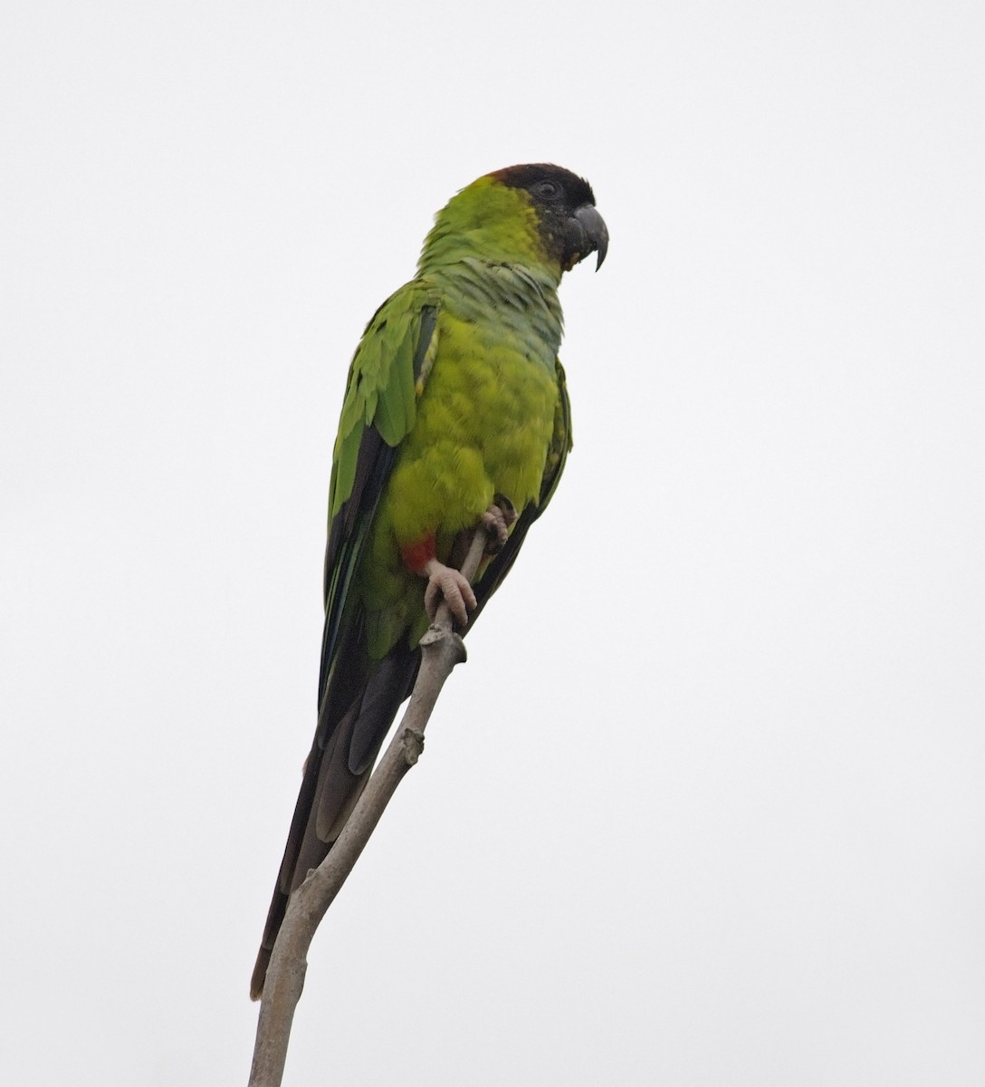 Nanday Parakeet - ML45265831