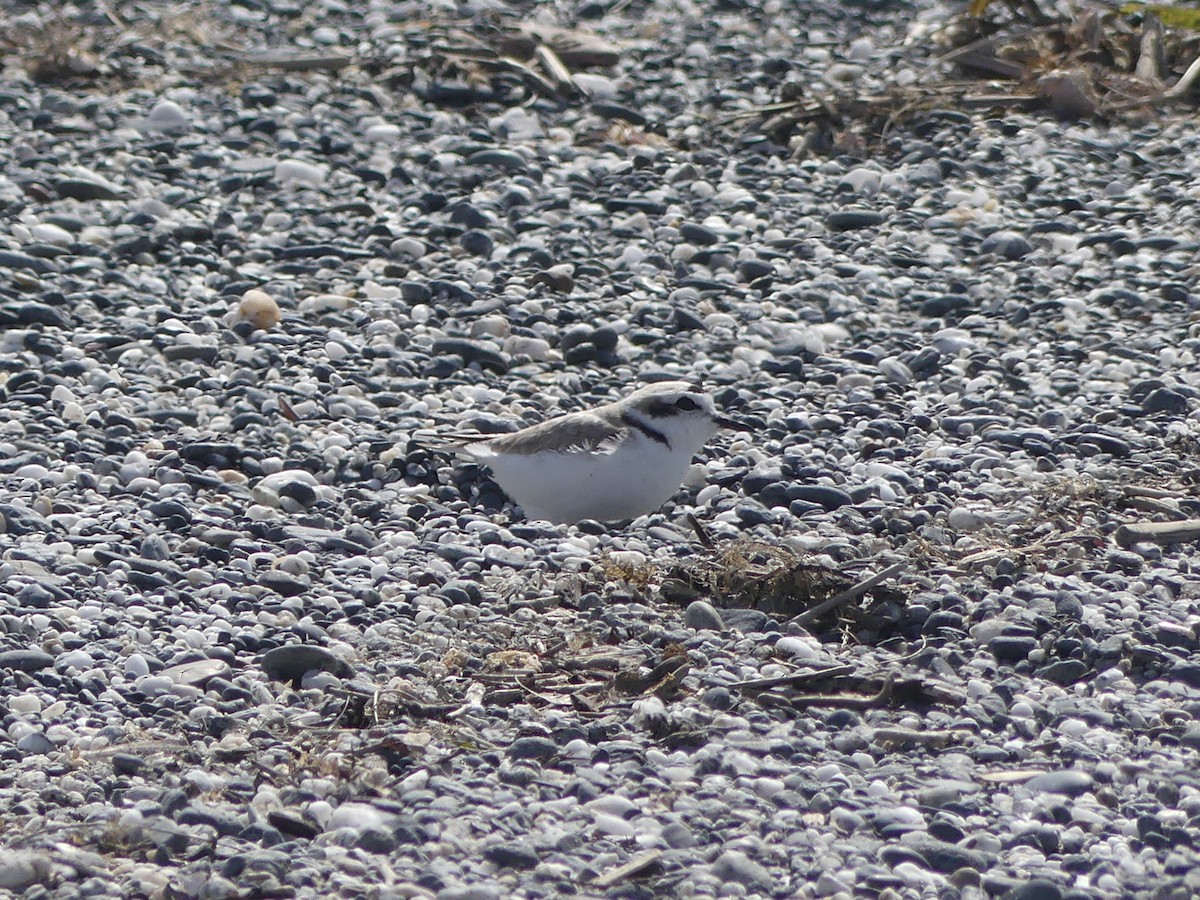 Snowy Plover - ML452659251