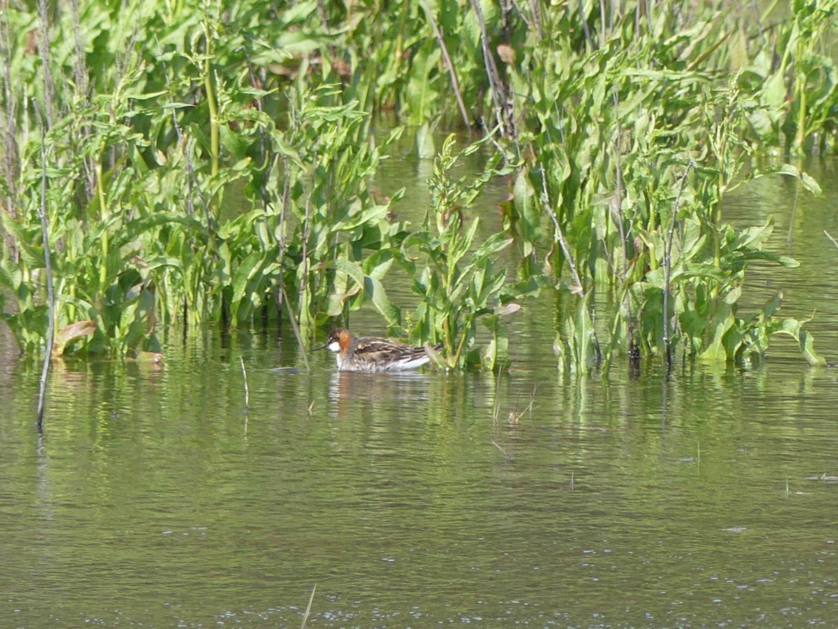 Red-necked Phalarope - ML452659311