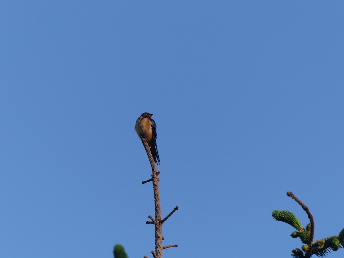 Barn Swallow - ML452659791
