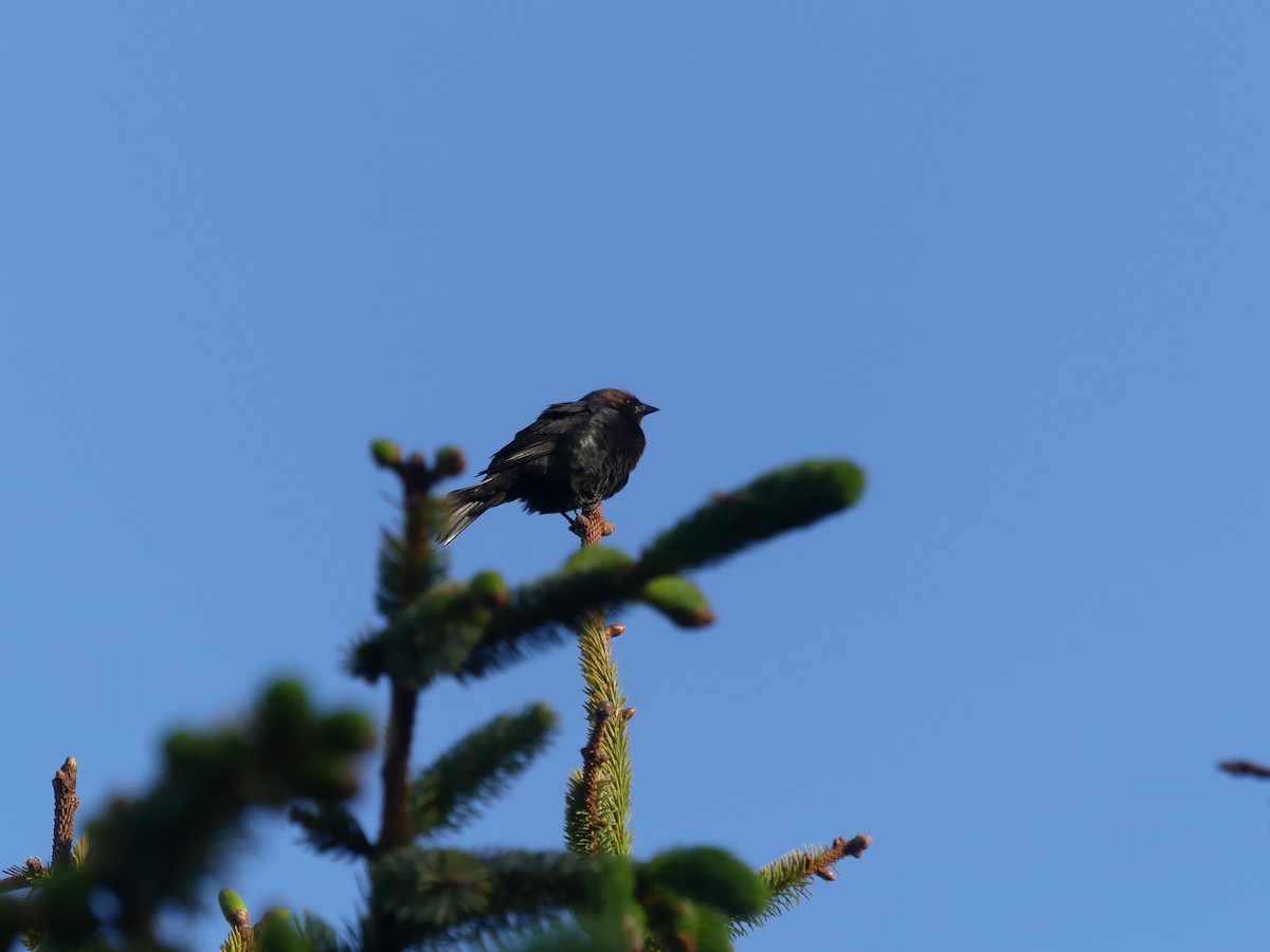 Brown-headed Cowbird - ML452659811