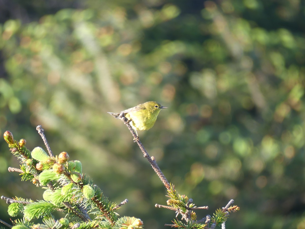 Orange-crowned Warbler - ML452659861