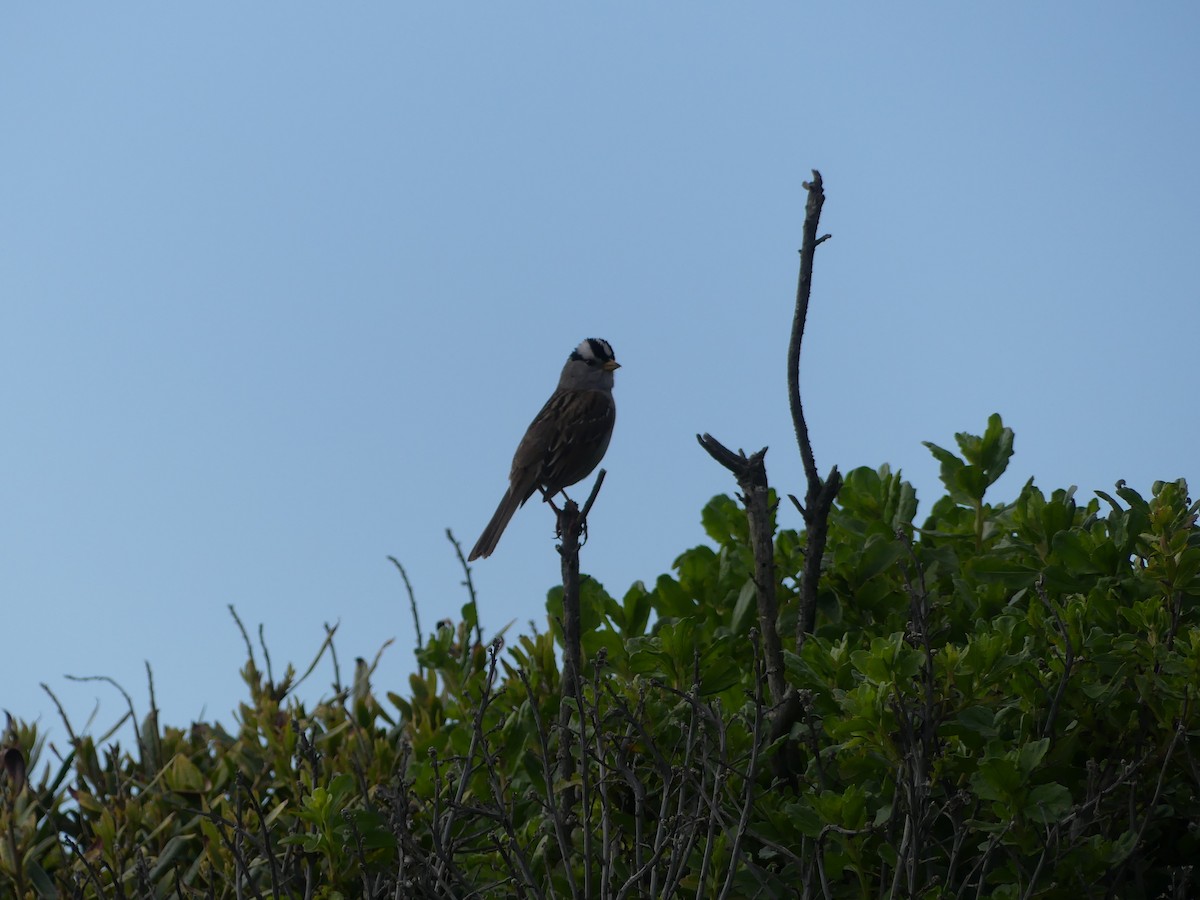 White-crowned Sparrow - ML452659881