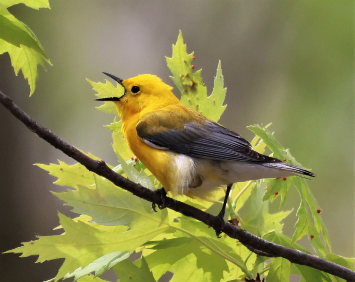 Prothonotary Warbler - ML452660321