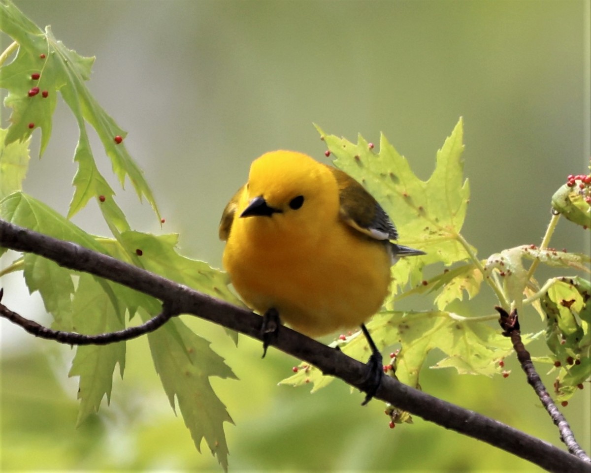 Prothonotary Warbler - ML452660341