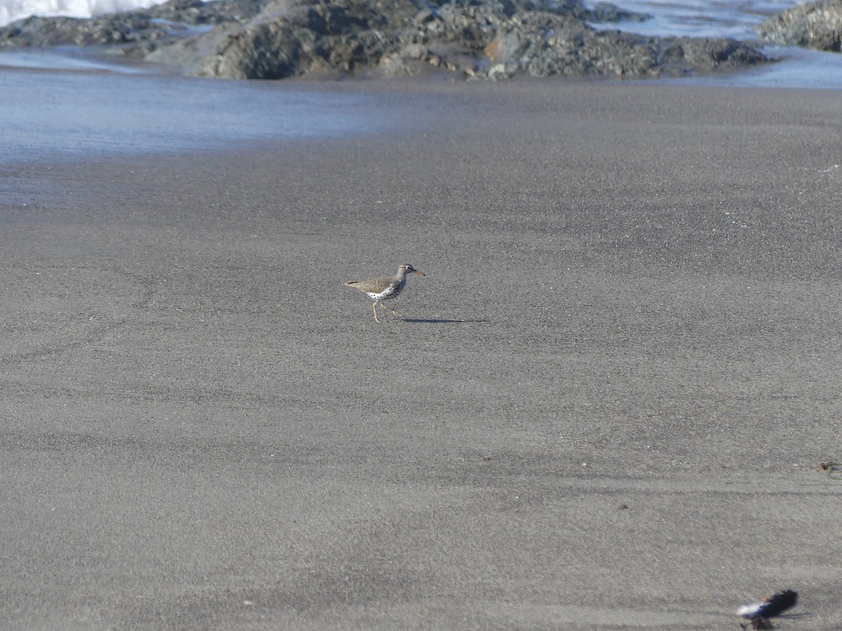 Spotted Sandpiper - ML452660401