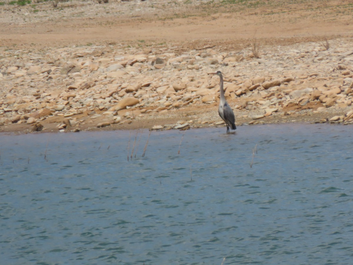 Great Blue Heron - ML452660421