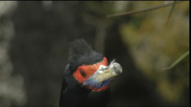 Red-faced Cormorant - ML452662