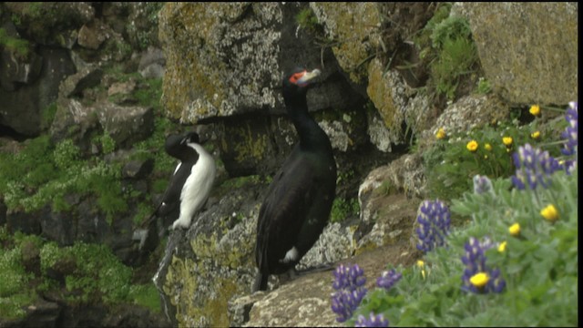 Red-faced Cormorant - ML452663