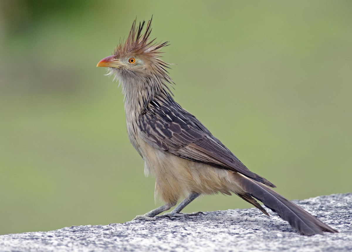 Guira Cuckoo - Joshua van der Meulen