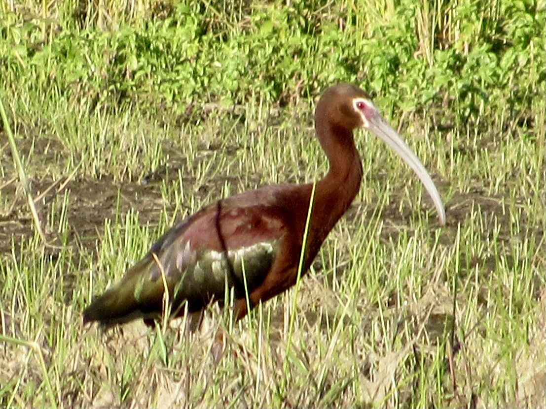 White-faced Ibis - ML452664371