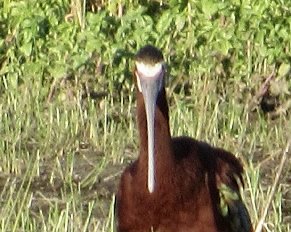 White-faced Ibis - ML452664401