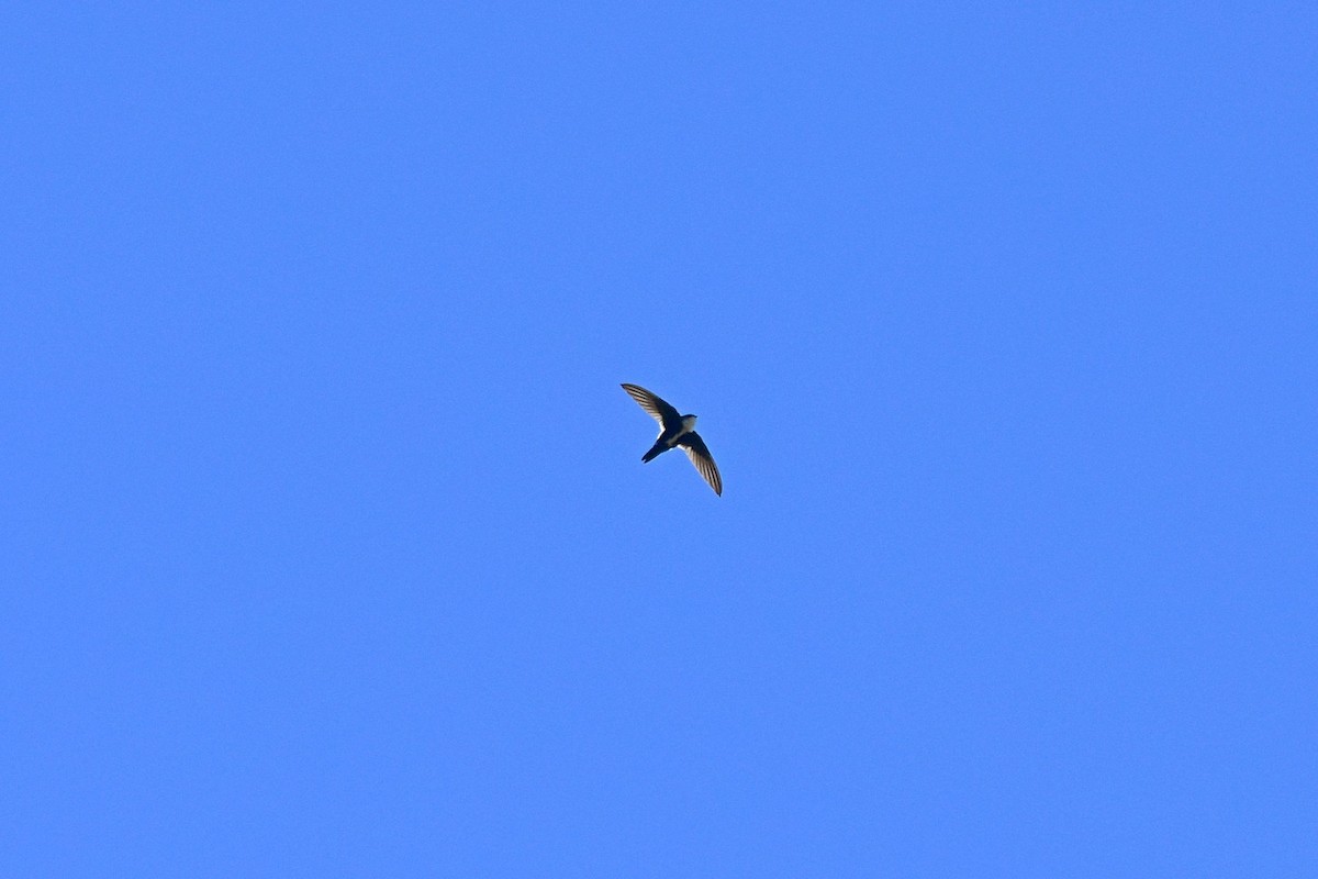 White-throated Swift - ML45266491