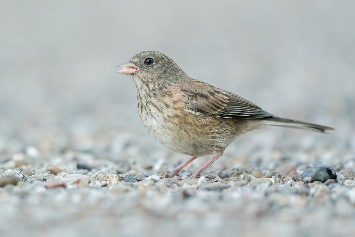 Dark-eyed Junco (Oregon) - Derek Lecy