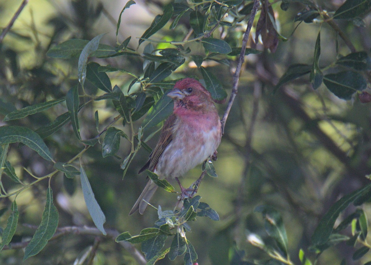 Purple Finch - ML452665461