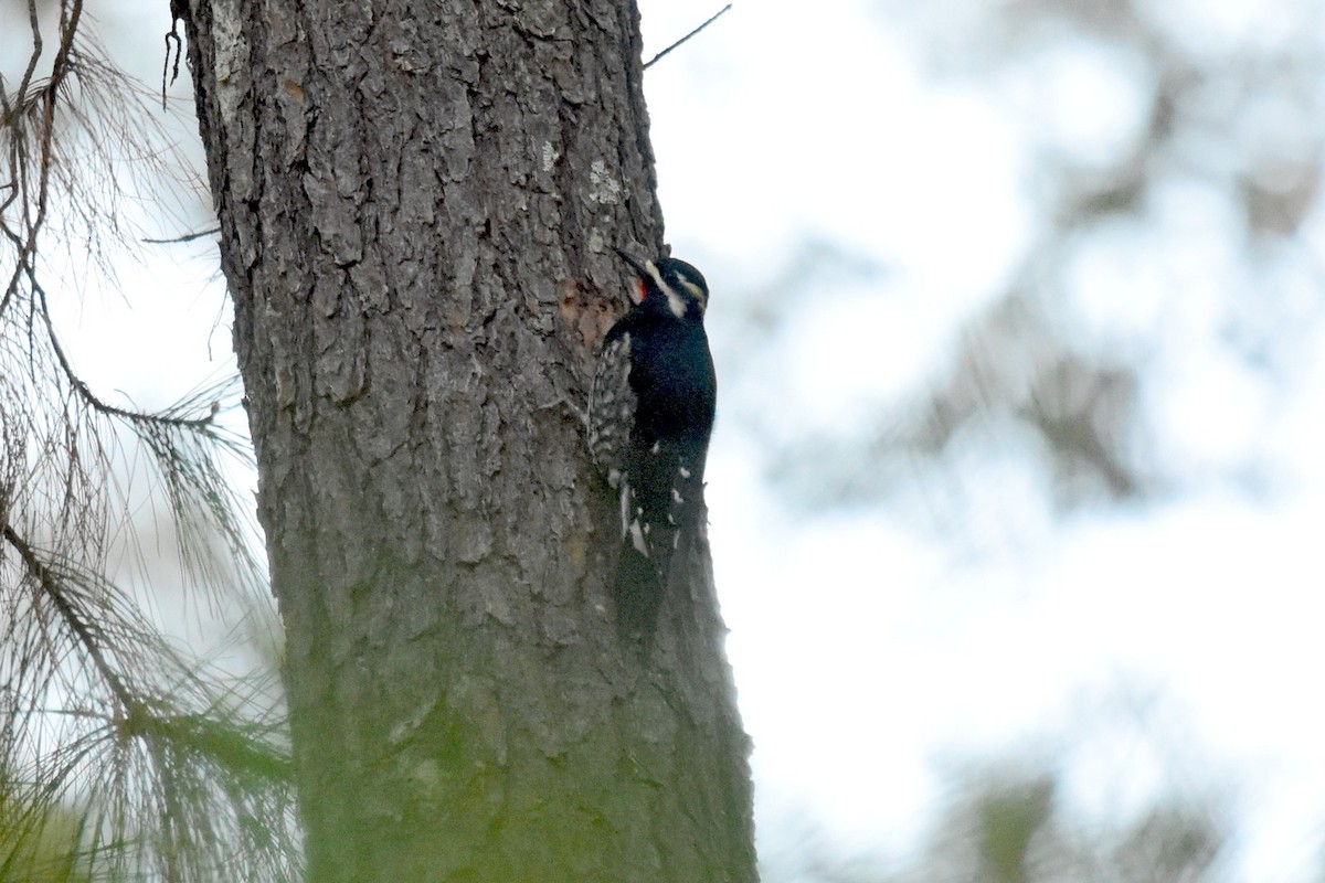 Williamson's Sapsucker - ML45266551