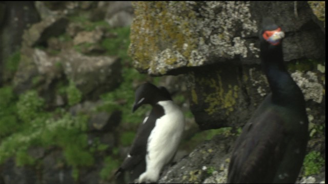 Thick-billed Murre - ML452666