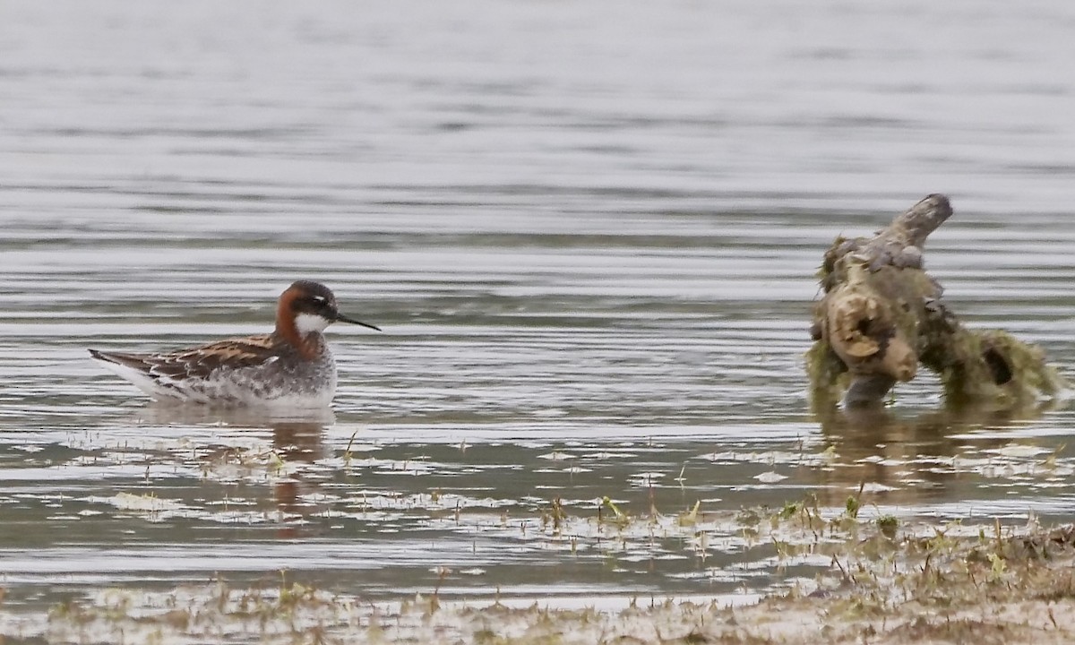 Phalarope à bec étroit - ML452666051